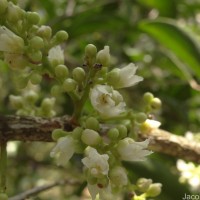 Lepisanthes tetraphylla var. tetraphylla (Vahl) Radlk.